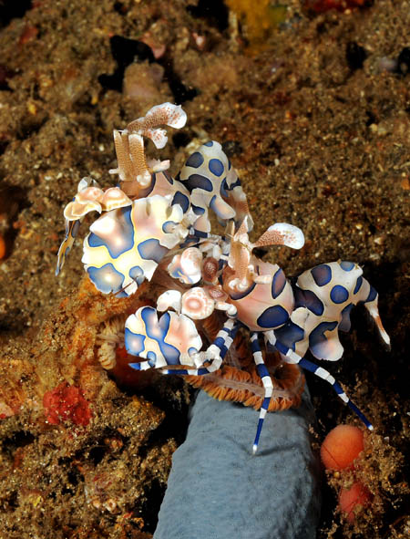 10 Harlequin Shrimp.jpg